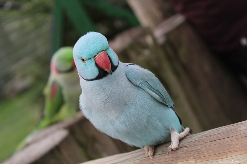 Budgie (Parakeet)