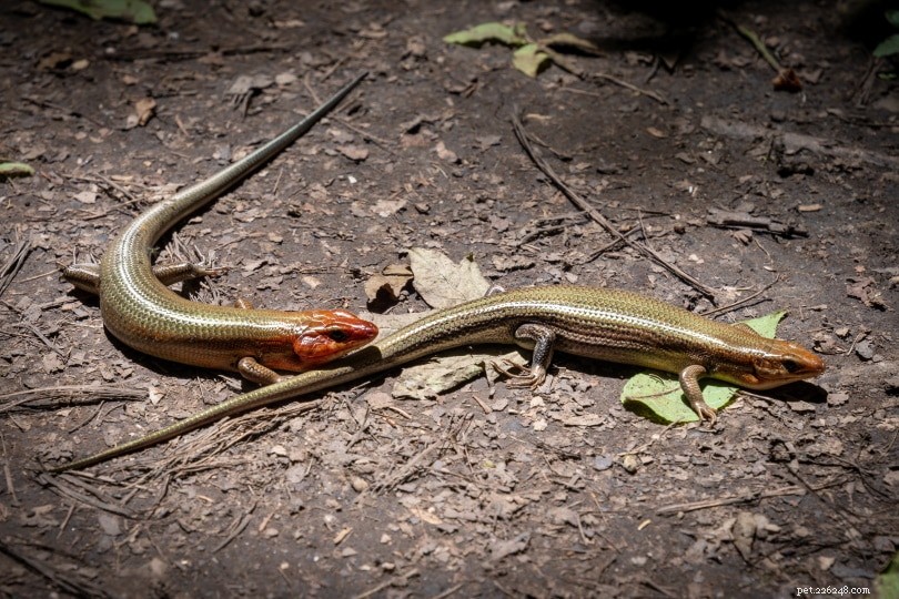 오하이오에서 발견된 5종의 도마뱀(사진 포함)