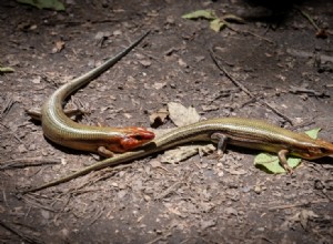 오하이오에서 발견된 5종의 도마뱀(사진 포함)