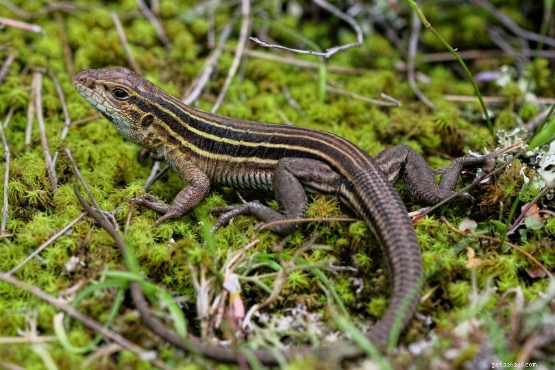 조지아에서 발견된 7종의 도마뱀(사진 포함)