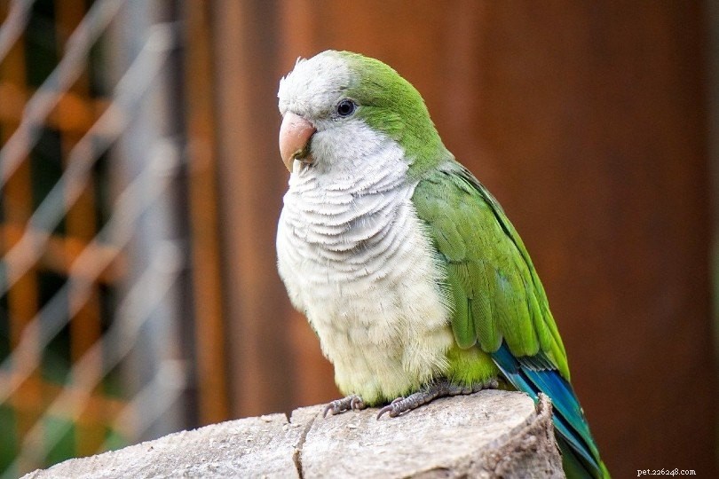 앵무새는 어떻게 짝짓기를 하고 번식합니까?