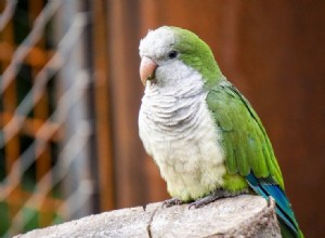 앵무새는 어떻게 짝짓기를 하고 번식합니까?