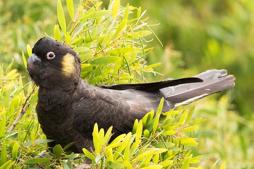 8 svartfjädrade husdjursfåglar (med bilder)