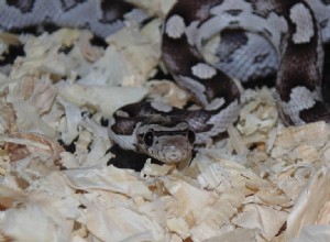 Anery Corn Snake