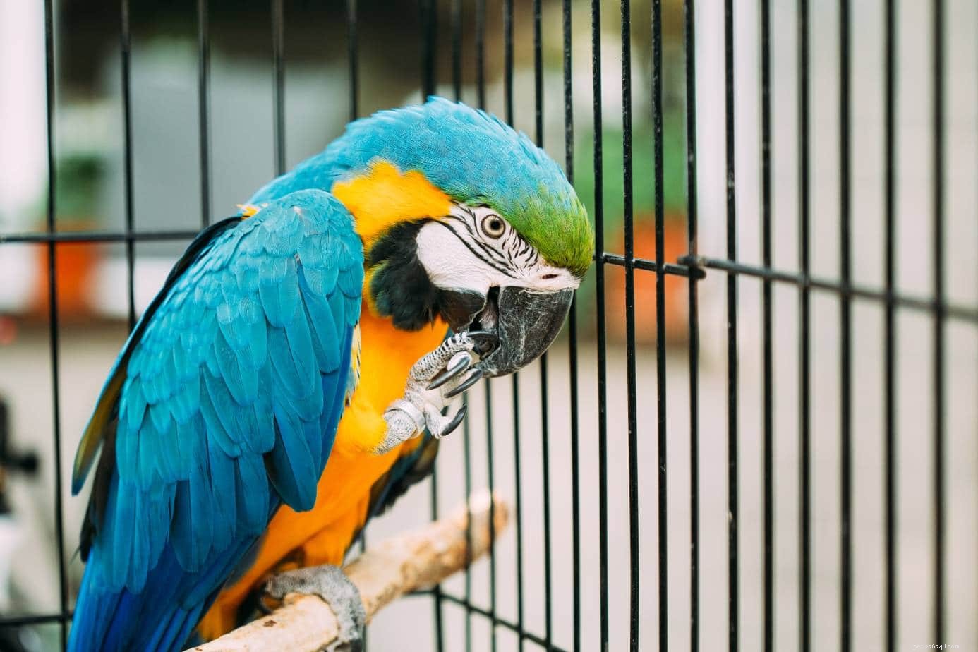 7 pappagalli più rari del mondo (con immagini)
