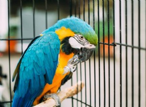 7 nejvzácnějších papoušků na světě (s obrázky)