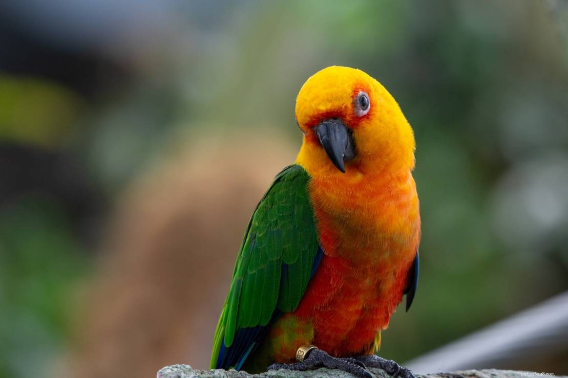 Met welke andere vogels kunnen papegaaiachtigen leven? (Compatibiliteitsgids)