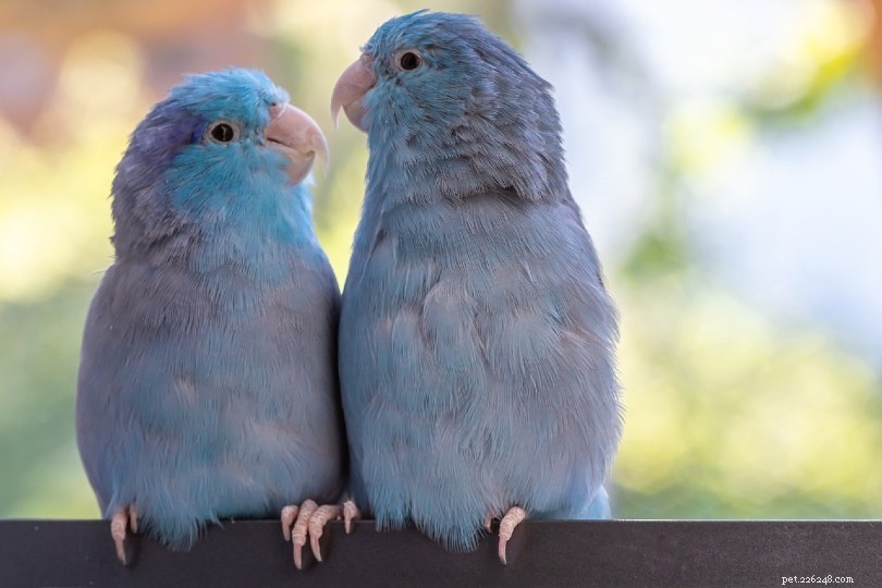 12 Mutações de cor de papagaio