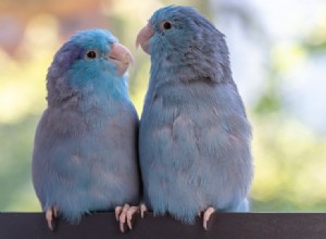 12 barevných mutací papoušků