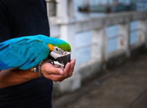 Kde byste si měli koupit papouška? (Aktualizováno v roce 2022)