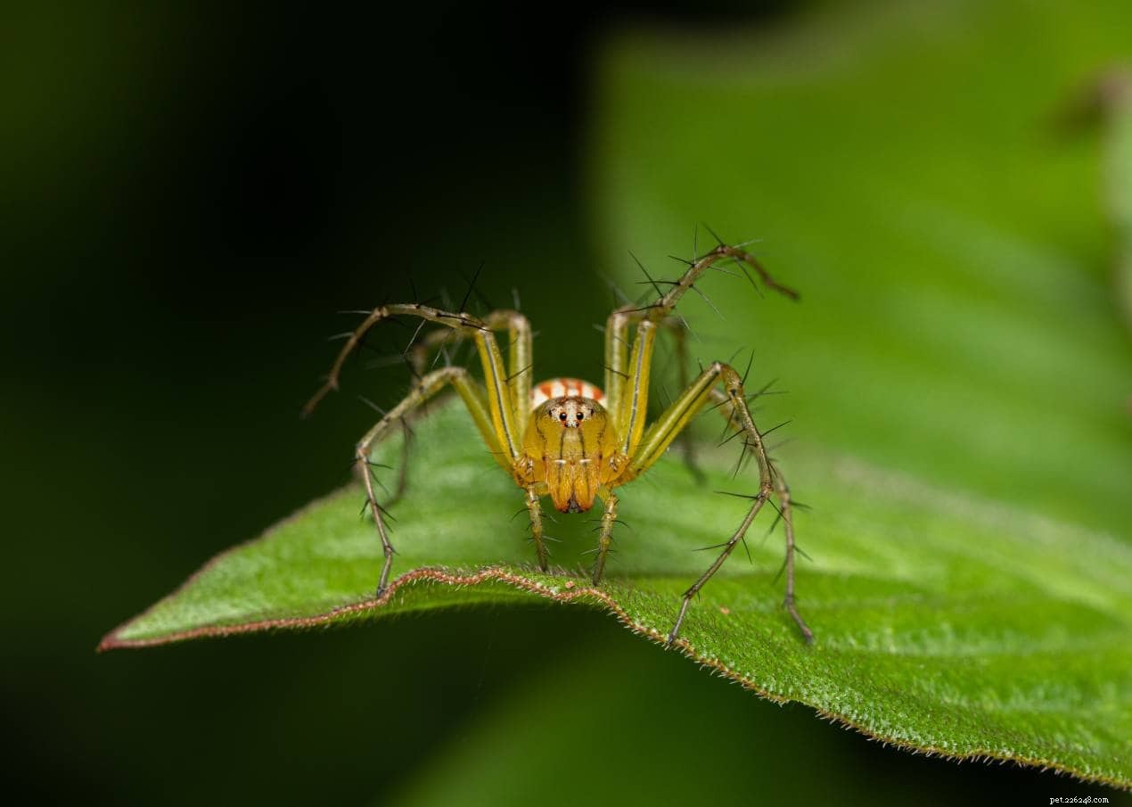 10 aranhas encontradas no Arkansas