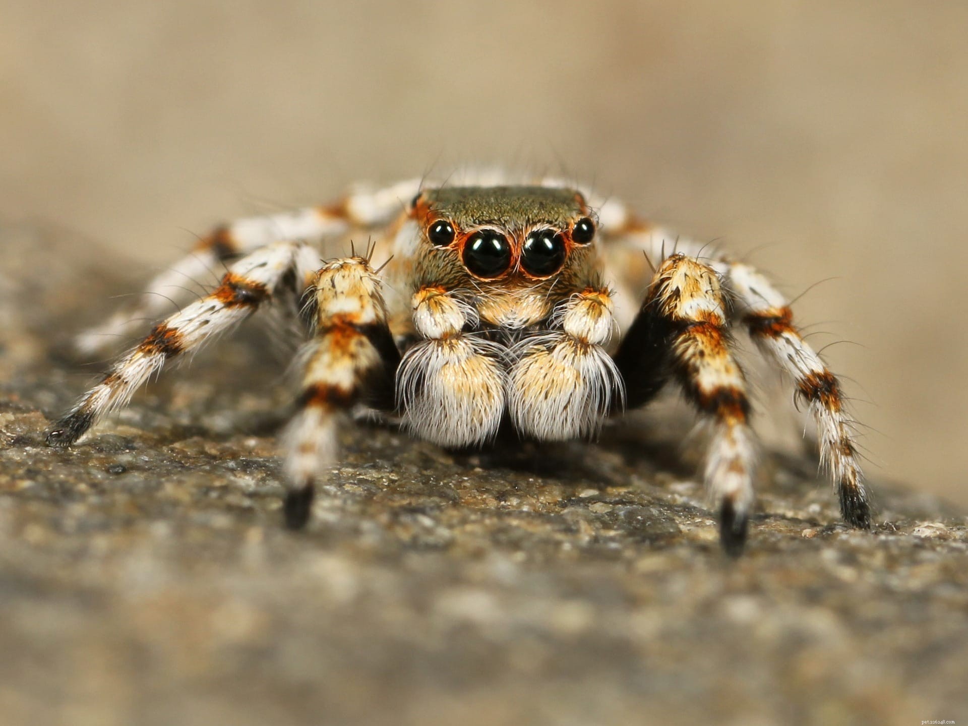 Vad äter hoppande spindlar i naturen och som husdjur?