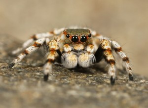 Wat eten springspinnen in het wild en als huisdier?