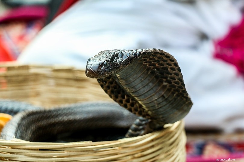 I cobra reali sono buoni animali da compagnia? (Legalità, morale, cura e altro)