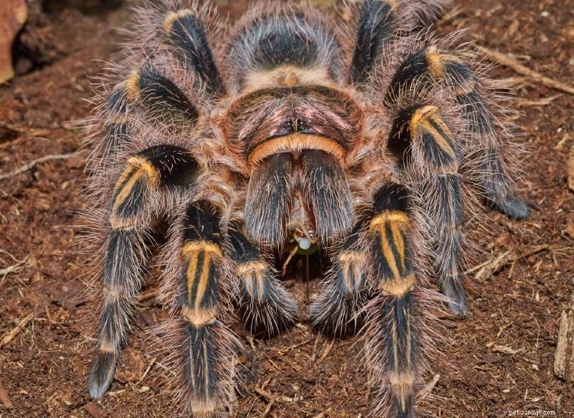 Что едят тарантулы в дикой природе и в качестве домашних животных?