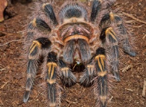 Что едят тарантулы в дикой природе и в качестве домашних животных?