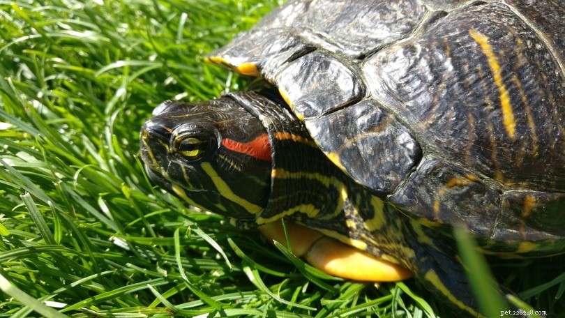 Vad äter rödörade sköldpaddor i det vilda och som husdjur?