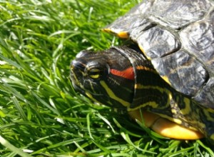 Wat eten roodwangschildpadschildpadden in het wild en als huisdier?