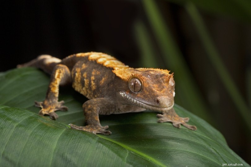 Что едят гекконы в дикой природе и в качестве домашних животных?