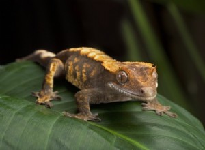 Wat eten gekko s in het wild en als huisdier?