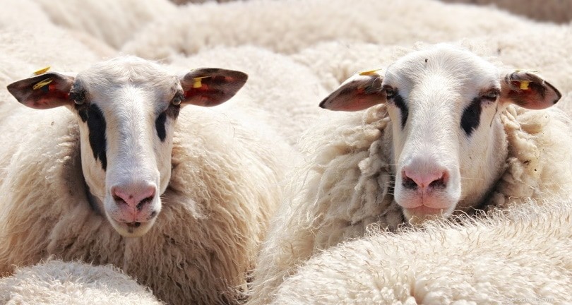 O que as ovelhas comem na natureza e como animais de estimação?