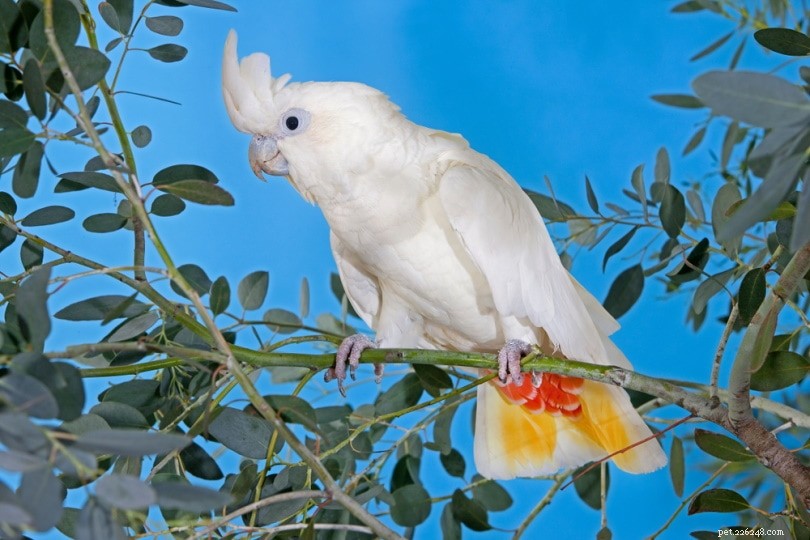 Kakadu rudý