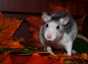 쥐는 야생에서 애완동물로 무엇을 먹나요?