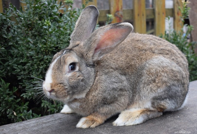 Гигантские фламандские кролики на продажу:Список заводчиков 2022 года в Великобритании
