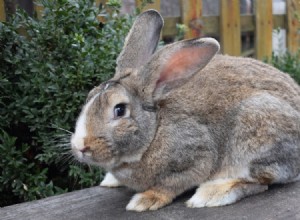 Гигантские фламандские кролики на продажу:Список заводчиков 2022 года в Великобритании
