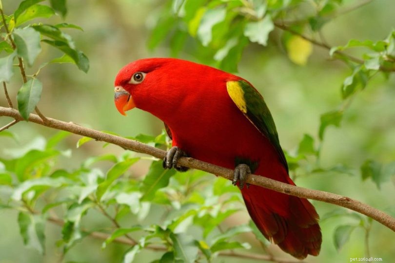 Kan papegojor korsa sig (hybridpapegojor)?