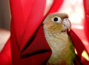 Průjem u Conures:Co dělat (průvodce krok za krokem)