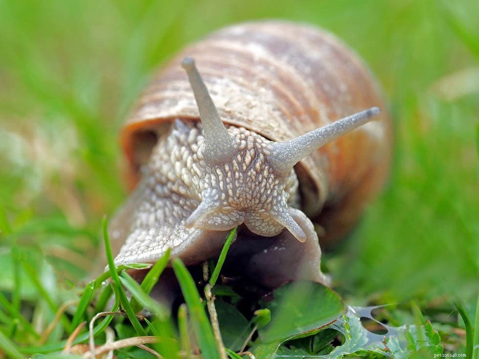 Que mangent les escargots dans la nature et comme animaux de compagnie ? Ce que vous devez savoir !