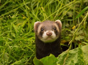 Wat eten fretten in het wild en als huisdier?