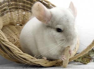 3 redenen waarom chinchilla s bijten (en hoe je het kunt stoppen)