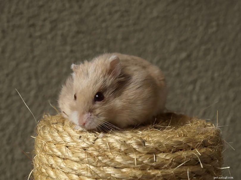 Quelle race de hamster est la plus sympathique ?