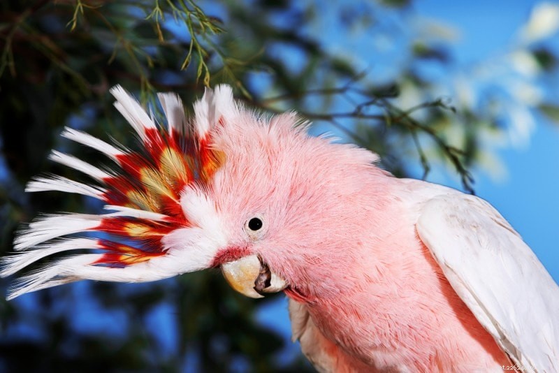 ピンクのペットの鳥の5種（写真付き） 