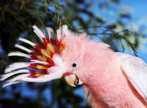 5 roze huisdiervogelsoorten (met afbeeldingen)