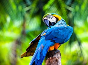 8 populaire grote vogels om als huisdier te houden