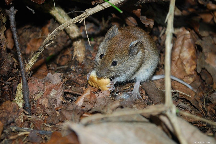 Que mangent les souris dans la nature et comme animaux de compagnie ?