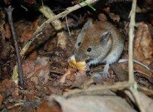 Что едят мыши в дикой природе и как домашние животные?
