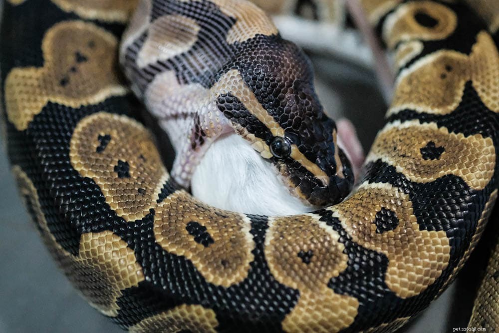 Que mangent les pythons royaux dans la nature et comme animaux de compagnie ?