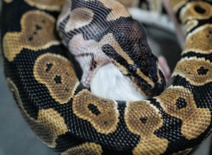 볼비단뱀은 야생에서 애완동물로 무엇을 먹나요?