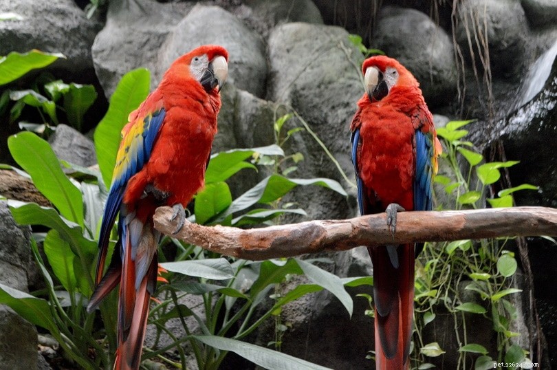 Hur man läser Macaw Body Language