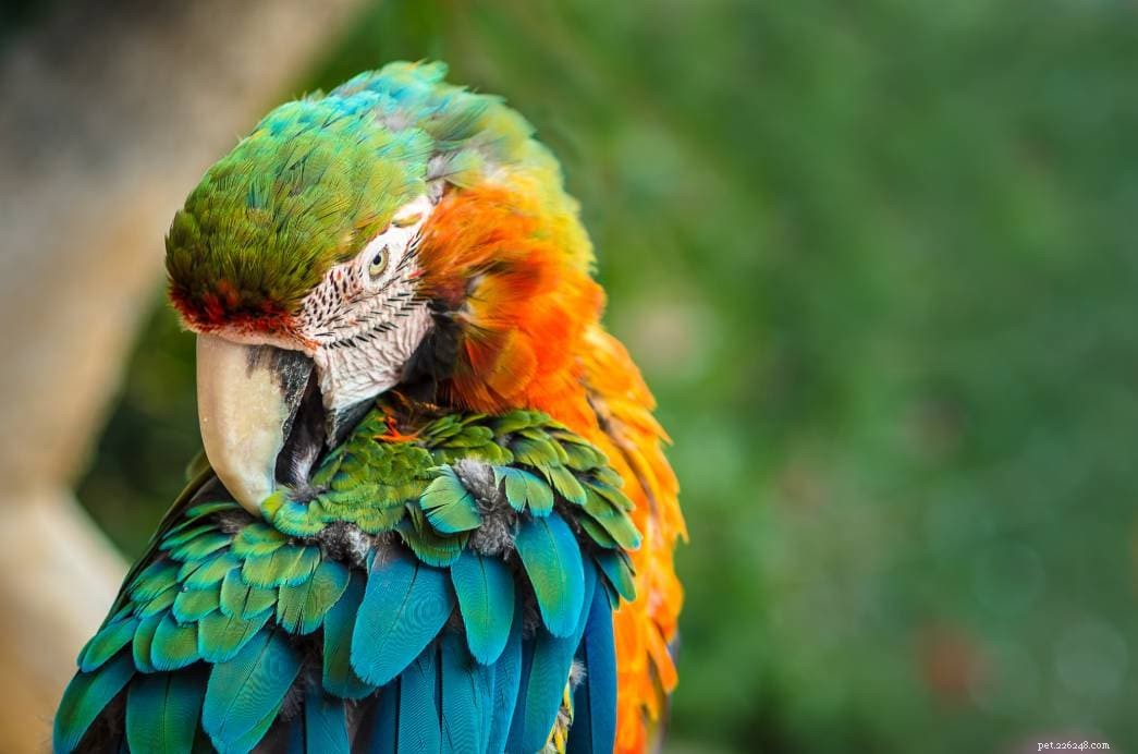 Waarom plukken papegaaien hun veren? (6 veelvoorkomende redenen)