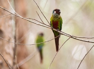 Conure běloúchý