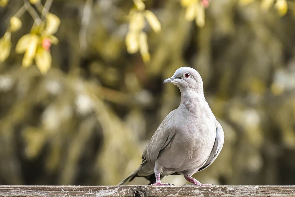 Dělají holubice skvělí mazlíčci? Co potřebujete vědět!