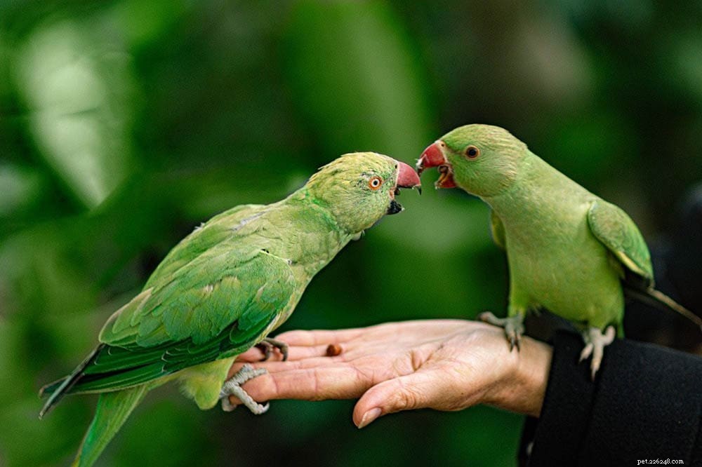 I pappagalli sono animali fantastici? Cosa devi sapere!