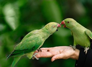 Jsou papoušci skvělými mazlíčky? Co potřebujete vědět!