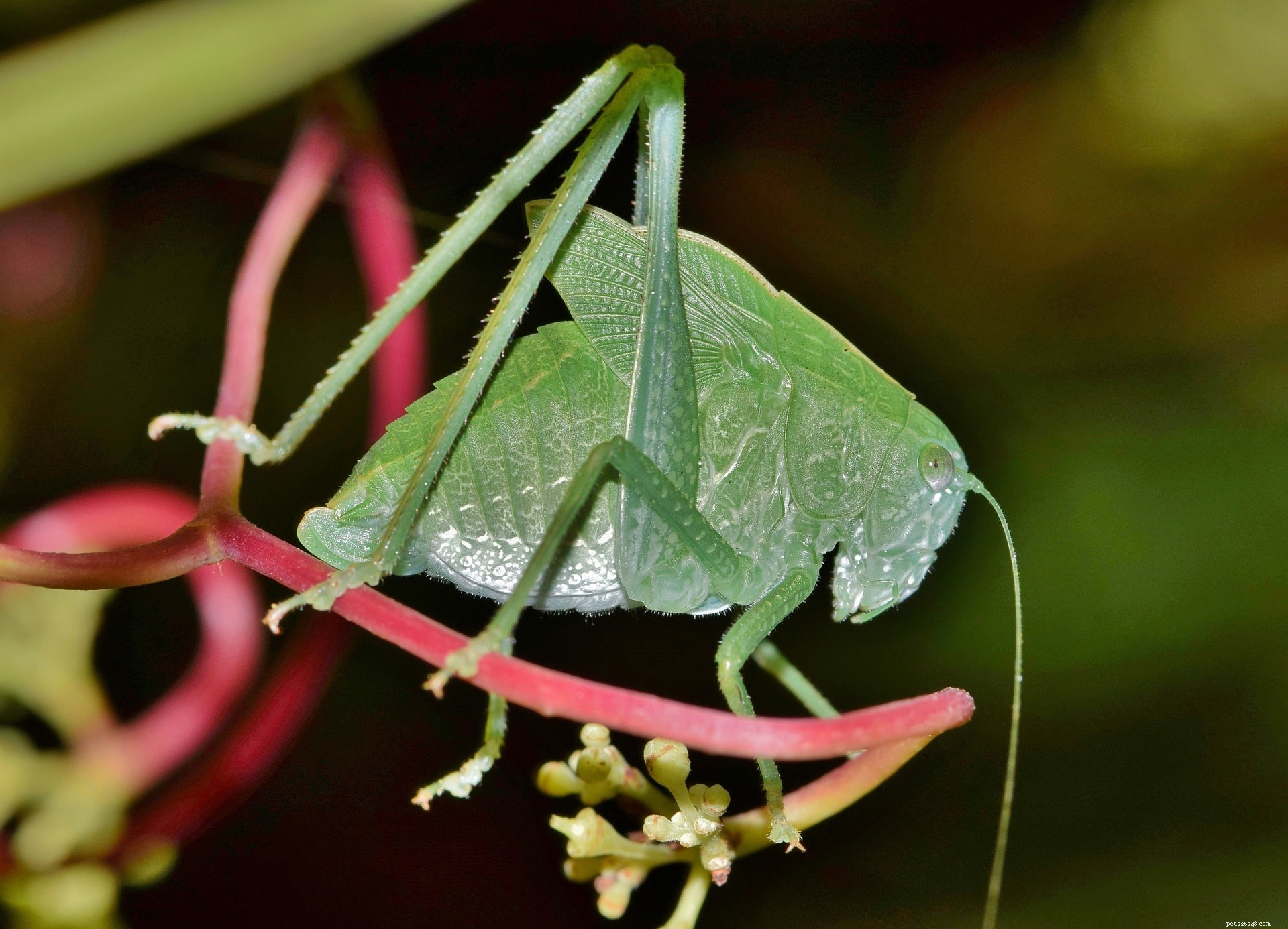 Vad äter katydider i naturen och som husdjur?