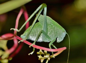 Wat eten katydids in het wild en als huisdier?